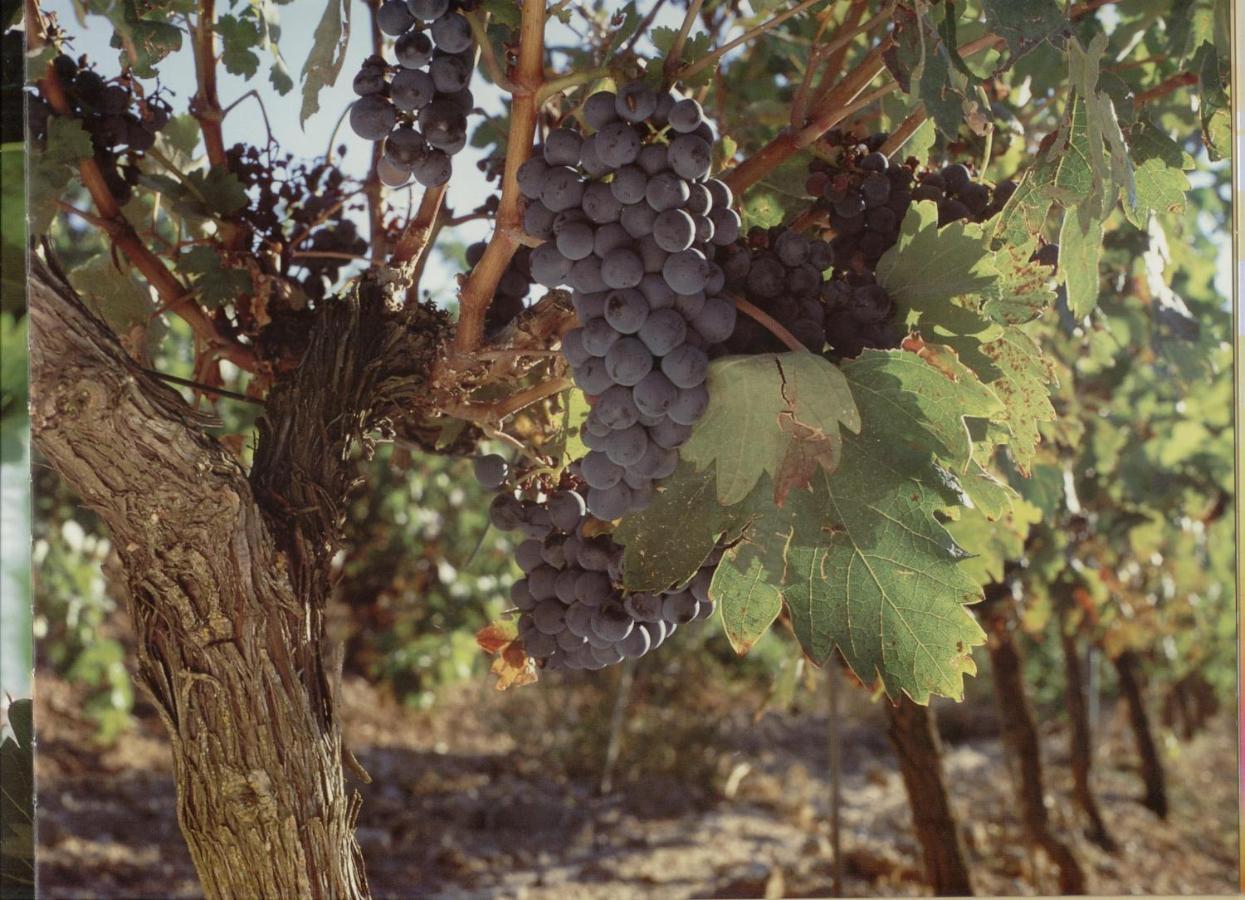 Alojamiento Rural Pueblo De La Ribera Peñafiel Екстериор снимка